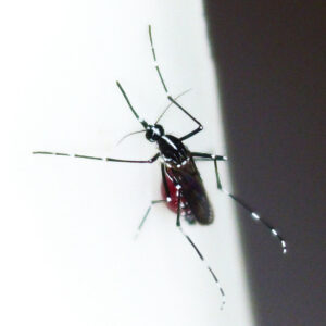 Asiatische Tigermücke (Aedes albopictus)