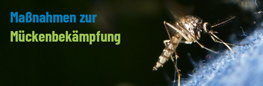 Maßnahmen zur Mückenbekämpfung