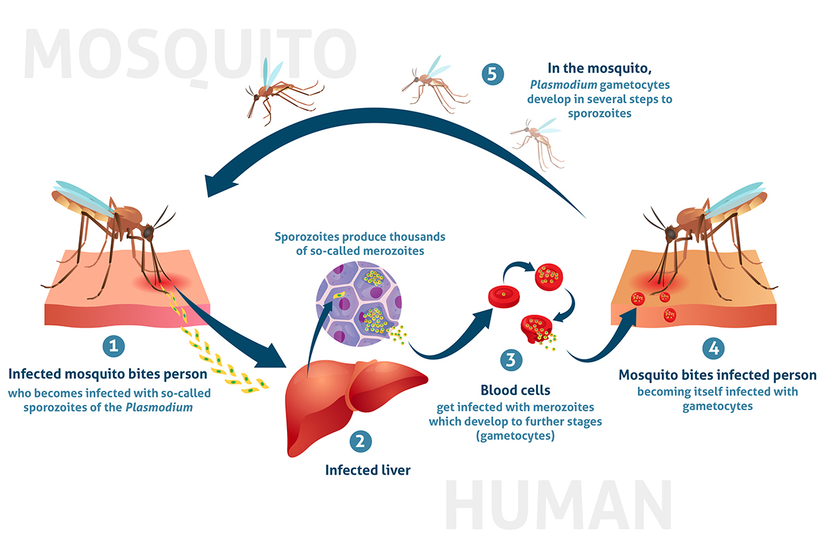 Malaria transmission cycle