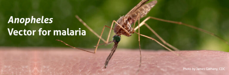 Malaria Mosquitoes Anopheles – Biogents Ag